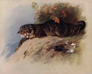Wildkatze